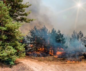evacuation-living-wildfire