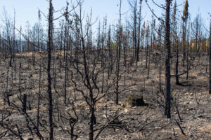 evacuation-vehicle-wildfire