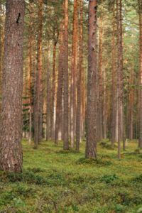 fire-ecological-succession