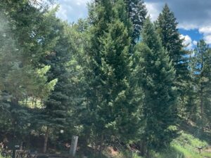 forest-health-southwest-colorado