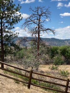 forest-health-issues-northwest-colorado