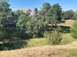 forest-health-issues-southeast-colorado
