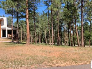 lodgepole-pine-forests-fires
