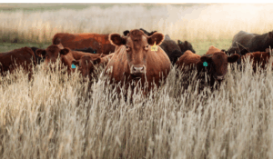 livestock-evacuation-wildfire