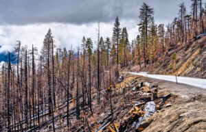 what-to-do-after-wildfire-loss