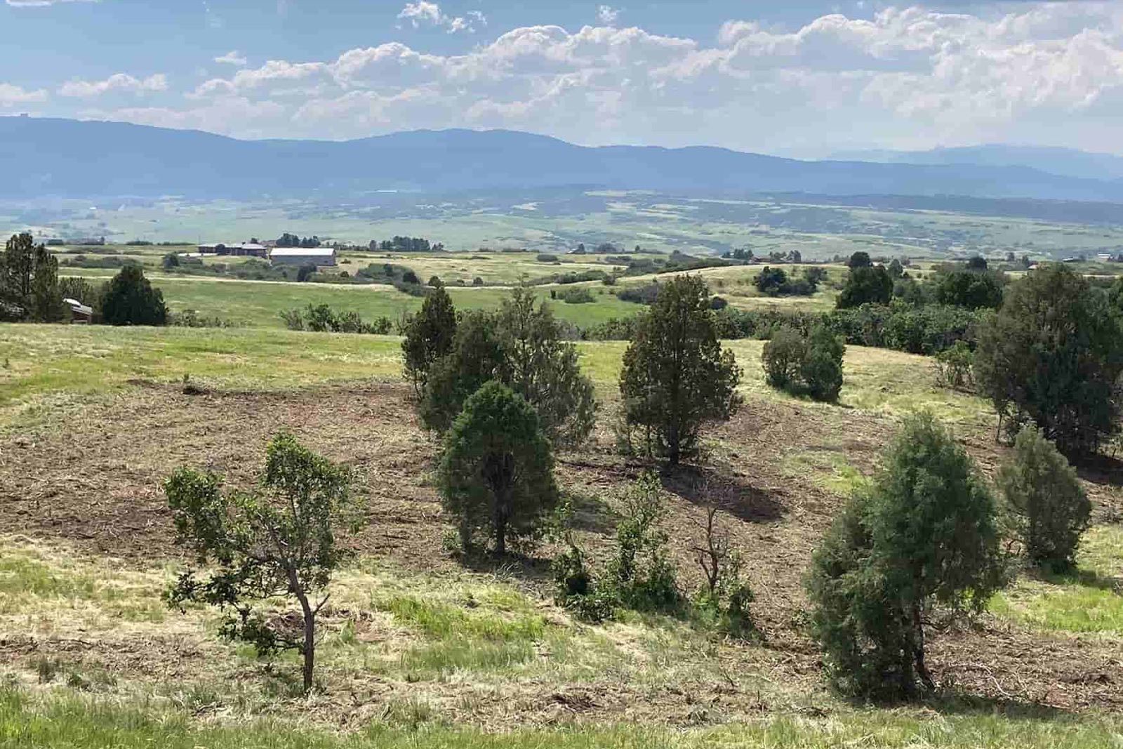 Forestry mulcher clearing heavy brush on Colorado acreage