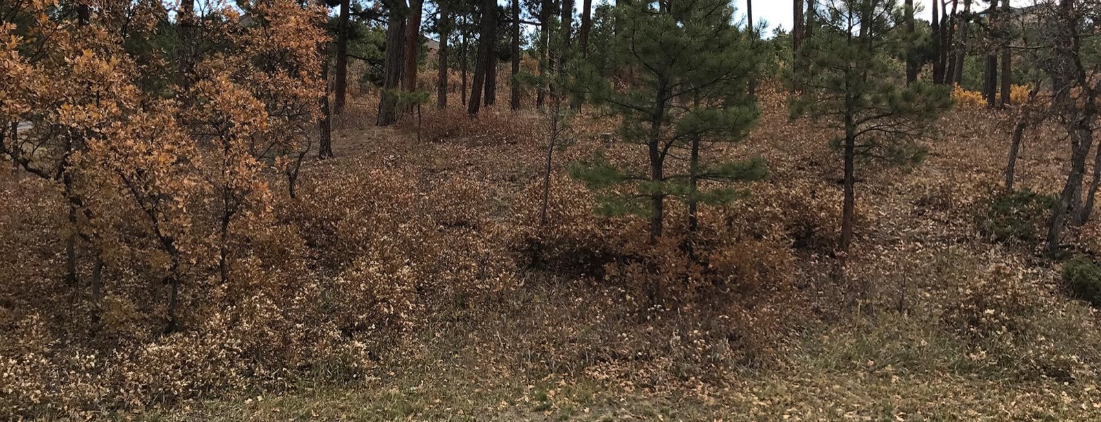 Restored forest stand with healthy spacing after mastication treatment