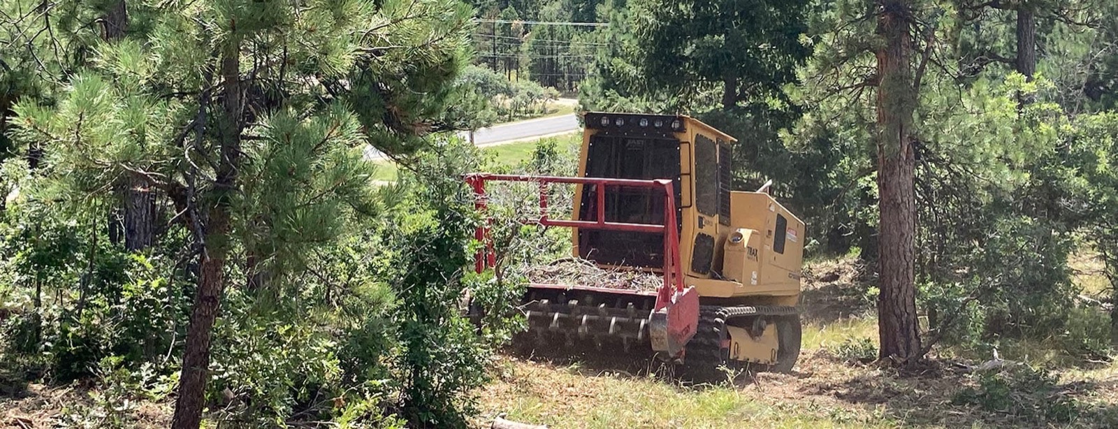 Forestry mulcher thinning crowded ponderosa pine to open crown spacing