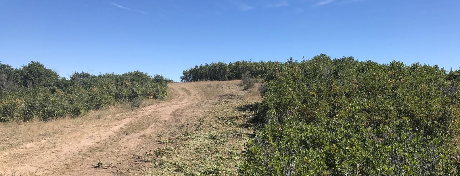 Gambel oak thicket mid-clear on a Front Range slope