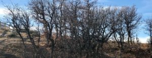 Brush Clearing in Colorado