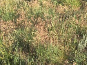 cheatgrass wildfire