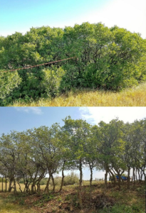 scrub oak pruning