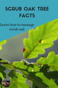 scrub oak tree facts