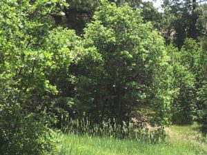 scrub oak removal, Monument Co