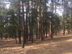 fire-mitigation-el-paso-co