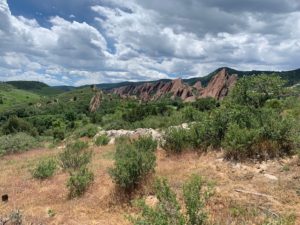 scrub-oak-removal-roxborough-park