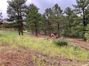 scrub-oak-removal-black-forest