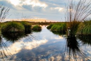 fires-wetlands