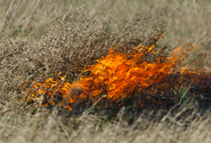 grassland fires