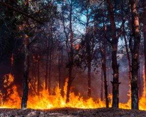 evacuation-during-wildfires