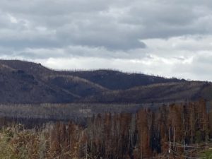 removing-beetle-killed-forests