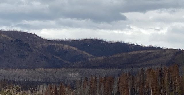 removing-beetle-killed-forests