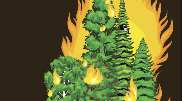 forest-fire-mitigation-strategies