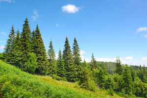 spruce-beetle-forest-management