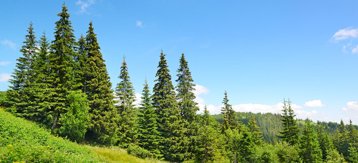 spruce-beetle-forest-management