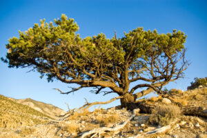 thinning-pinyon-juniper-woodlands