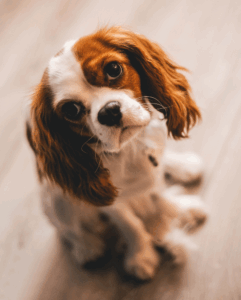 pet-evacuation-wildfires