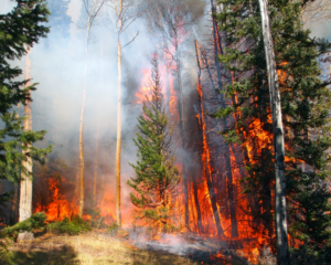 caught-in-the-open-wildfire