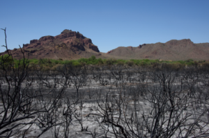 erosion-control-after-wildfire
