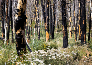 tree-survival-after-wildfire
