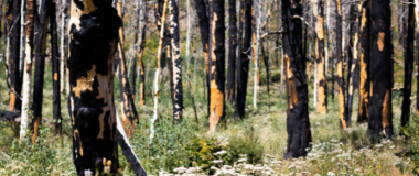 tree-survival-after-wildfire