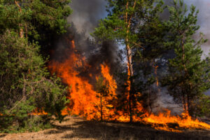 wildfire-mental-health-recovery