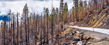 what-to-do-after-wildfire-loss
